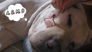 개쎔알🐶 Real Series dog ASMR 졸립지만 버티는 칸쵸 Kancho is sleepy but hes holding on 眠いが耐える Kancho [upl. by Melquist593]