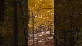 Whispers of Fall A Journey Through Colorful Trails nature hike hiking autumn fall shorts [upl. by Eymaj]