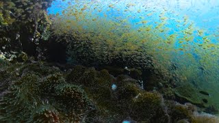 Scuba Diving Underwater 4K  Richelieu Rock Thailand  20230127 Surin Similan [upl. by Eissat]