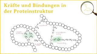 Kräfte und Bindungen in der Proteinstruktur Tertiärstruktur [upl. by Eiramait88]