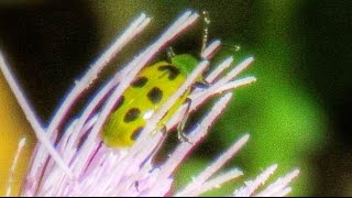 Green Ladybugs  Spotted Cucumber Beetles [upl. by Hnirt649]