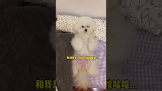 097 Baby dog cute puppy barking 4kviral shorts shortvideos [upl. by Ecneitap729]