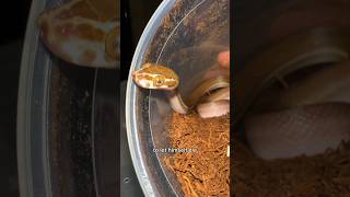 Walter tries starving himself and fails Tanzanian House Snake [upl. by Zoie178]