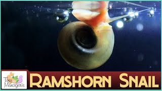 All about Ramshorn Snails  Why I love these fast breeding cleaners [upl. by Burack]