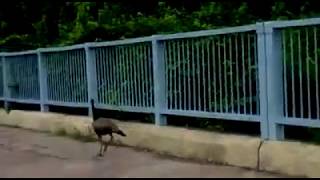 Peacock SpottedCrossing Lane VIP Road Bhopal [upl. by Ylas]