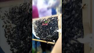 what do youtube think about this bees colony viral trending video srilanka [upl. by Cathrin841]