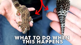 FIXING A BAD SHED  REMOVING OLD SKIN  Leopard Gecko [upl. by Tomkiel]