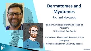 Dermatomes and myotomes [upl. by Aneloc]