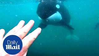 Incredible moment killer whales brush past swimmer in New Zealand [upl. by Ecyle]