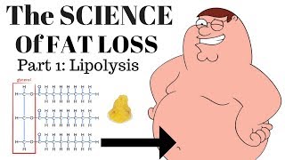 The SCIENCE of FAT LOSS Lipolysis [upl. by Eidnew]