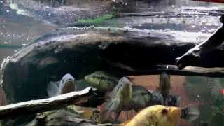 Big cichlids feeding with dried Gammarus  wwwcichlidportalsk [upl. by Ellehcrad]