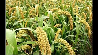 Foxtail millet plant Cultivation [upl. by Odrareg]