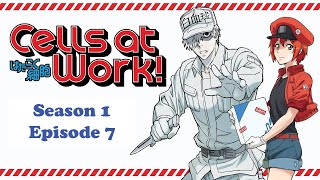 Cells at Work S1 Ep 7 Cancer Cell [upl. by Leahcin]