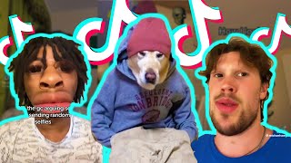 Which Bomboclaat Dog I Am Meme TikTok Trend  TikTok Compilation [upl. by Vetter746]