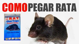 Como Atrapar Ratones con Pega Rata Trampa 100 útil [upl. by Sikorski240]