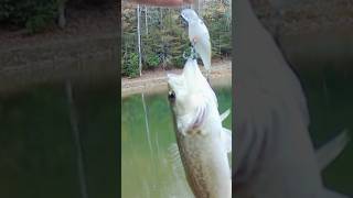 Bass vs CrankBait Who Wins thefishlessfishermen [upl. by Iren]