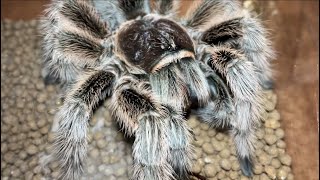 Rose hair tarantula Grammostola rosea feeding black cricket [upl. by Hannaoj405]