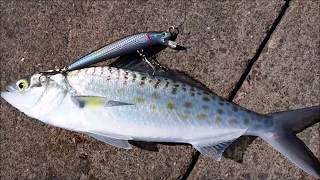 NZ Basic Fishing  Jetty  Kahawai [upl. by Howes]