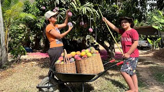 Aproveitando o tempo da Manga para fazer as melhores receitas da fruta [upl. by Kenzi]