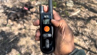 how to use a remote collar to train your dog  Ecollar Dog Training [upl. by Pitts926]