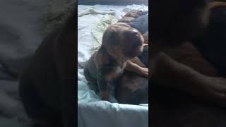 Cutest bloodhound puppy howling [upl. by Ludba]