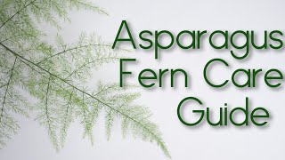 Asparagus Fern Setaceus Plumosa  Lace Fern  Care Guide [upl. by Chretien472]