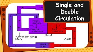 Biology  Single and double circulation of blood  Life Processes  Part 13  English [upl. by Sewoll]