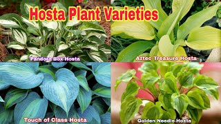 26 of the Best Hostas Varieties [upl. by Vinnie]