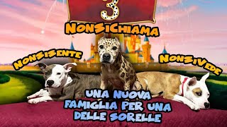 Una nuova famiglia per il cane pirata 😃 [upl. by Nabila]