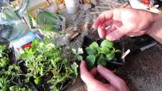 How to Seed Start Stevia and Transplant It Super Sweet amp Super Hard to Germinate  MFG 2014 [upl. by Nylra]