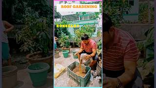 MANURING PREPARATION FOR VEGETABLE PLANTS gardening bonedust neemdust cowdung shortsvideo [upl. by Missi]