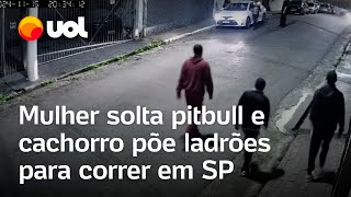 Pitbull expulsa ladrões após mulher soltálo para tentar impedir assalto em SP vídeo mostra momento [upl. by Obocaj]