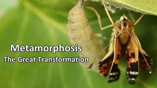 Metamorphosis  The Great Transformation [upl. by Dupaix697]