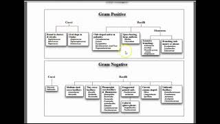 ID Flowcharts of Bergey’s Manual of Determinative Bacteriology [upl. by Ev793]