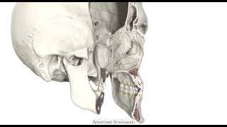 Bony nasal cavity  Cavitas nasalis ossea [upl. by Nylyram216]