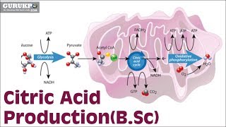 Citric Acid ProductionBSc [upl. by Ariew]