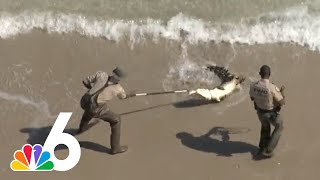 HUGE alligator captured while swimming in Florida beach released in Everglades [upl. by Misaq]