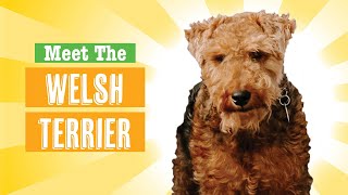 Welsh Terrier Dog Breed [upl. by Fisa]