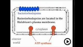 transforming light  bacteriorhodopsin [upl. by Tabbi]