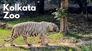 Alipore Zoological Garden  আলিপুর চিড়িয়াখানা  Kolkata Zoo  Alipore Zoo  Kolkata  4K [upl. by Fleisher857]