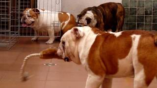 English Bulldog [upl. by Abelard195]