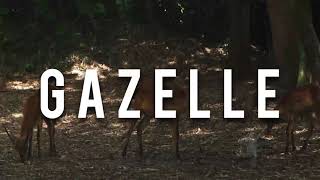 Gazelle amp Gazelle sounds amp What sounds does a gazelle make [upl. by Akimed]