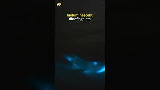 Baby Dolphin swims through Bioluminescent Waters [upl. by Risteau]