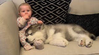 Adorable Baby Meets Husky Puppy For First Time The Best Years Of Our Lives Cutest Ever [upl. by Gudrin]