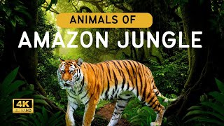 Animals of Amazon 4K  Animals that call the Jungle HomeAmazon Rainforest  Scenic relaxation Film [upl. by Elyk]