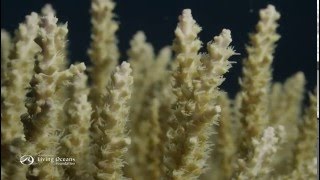 How Corals Eat Coral Polyps Feeding [upl. by Babby896]