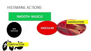 Histamines amp Antihistamines Part  1 histamine receptors  mnemonics tamilecpharmacology [upl. by Gregson]