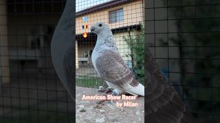 American Show Racer Pigeon Red Grizzle ASR Pigeon by Milan Domnești România 🇷🇴 [upl. by Odlabso]