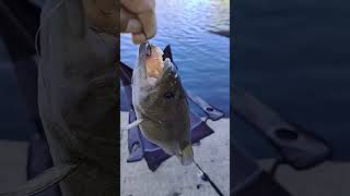 Sacramento river bass fishing with XL minnows [upl. by Hareemas]