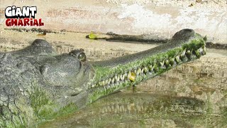 Great Gharial Crocodile In The Waters [upl. by Anawyt]